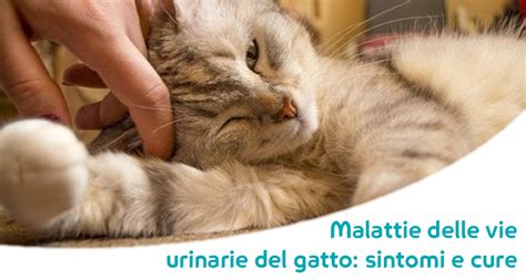 Flutd Nel Gatto Cistiti Calcoli Di Struvite Ed Ossalato Sintomi E