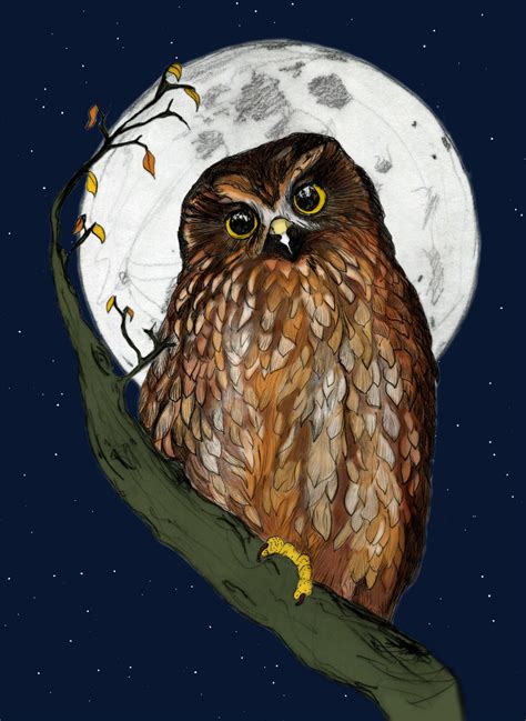 A3 Illustrated New Zealand Ruru Owl Morepork Print Etsy