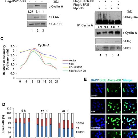 Usp37 And Hbx Act In Synergy To Deregulate Cell Cycle A Huh7 Cells