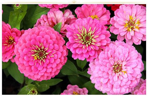 26 Types Of Pink Flowers Tips Pictures Proflowers Blog Flower Seeds Zinnias Pink Flowers