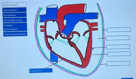 Solved Endocardium Myocardium Epicardium Pericardial Cavity Chegg