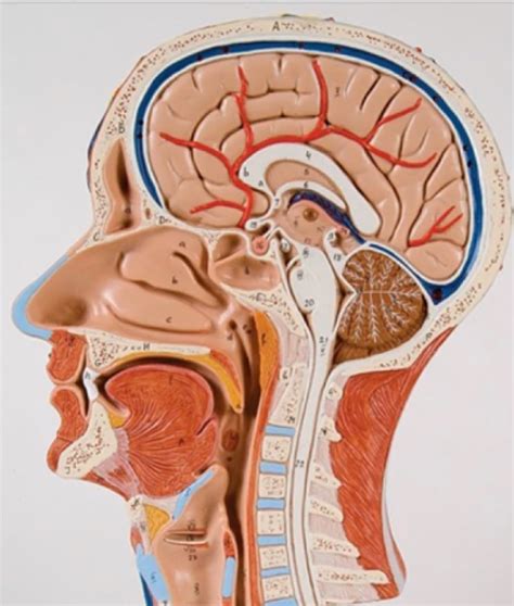 KIN 224 LAB 9 11 Respiratory Digestive System Diagram Quizlet