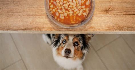 Can Dogs Eat Canned Beans A Vets Guide To Bean Safety