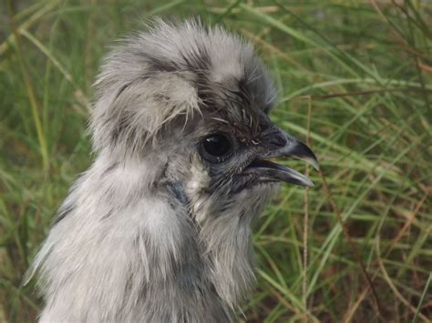 Let's try again.... SILKIE ROOSTER OR HEN? | BackYard Chickens - Learn ...