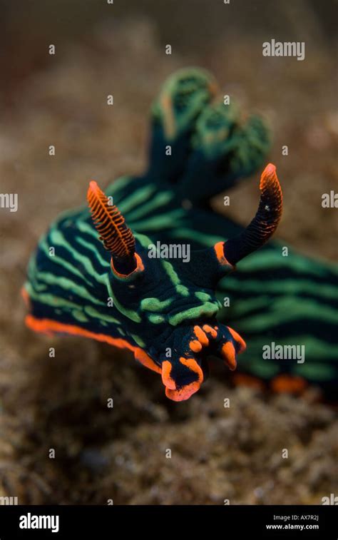 Nudibranch Nembrotha Kubaryana Green And Orange Nudibranchseaslug