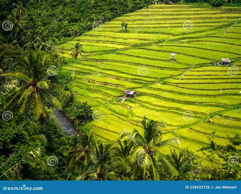 Rice Fields On Terraced At Chiang Mai Thailand Stock Photo Image Of