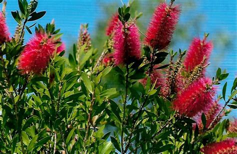 Callistemon citrinus (AN) - ABCeeds