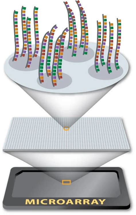 Dna Microarray Microbiologia Italia