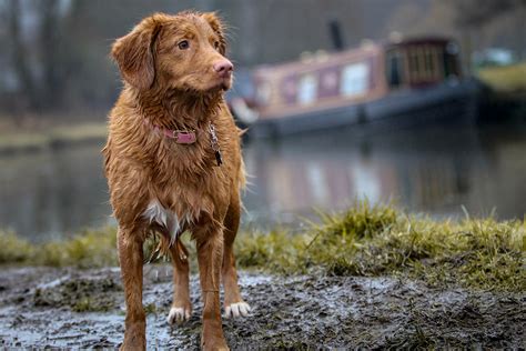 C Mo Ayudar A Tu Perro En Los D As De Lluvia Lenda Net