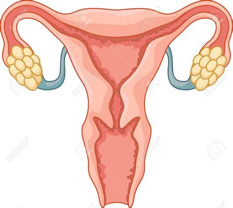 Female Reproductive System Diagram Quizlet