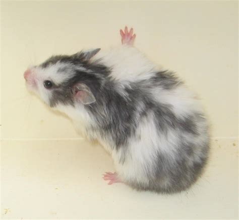 Syrian Hamster Varieties - Harvey Hams