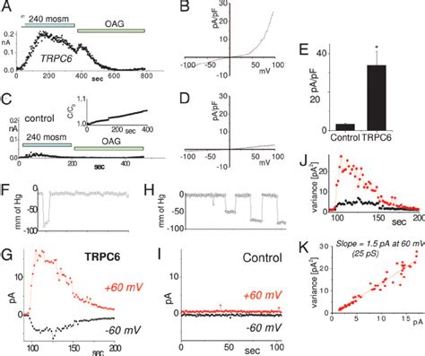 Hypoosmotic And Pressure Induced Stretch Activation Of Nonselective