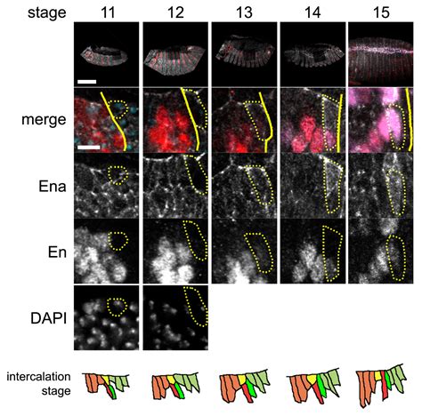 Jnk Signalling Controls Remodelling Of The Segment Boundary Through