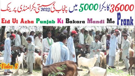 Bakra Prank Mangal Mandi Prank Eid Ul Azha Bakra Mandi Prank Wala