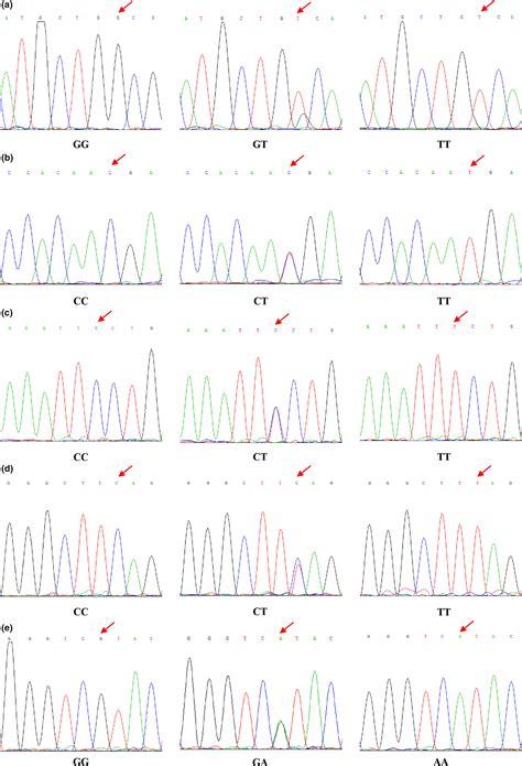 Polymorphisms Of The Melatonin Receptor 1a Gene That Affects The