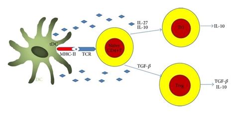 Role Of Dendritic Cells Dcs In The Pathogenesis Of Multiple Sclerosis Download Scientific