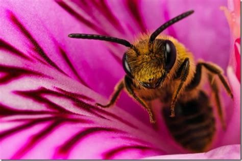 Honey bee species || BeeKeeping