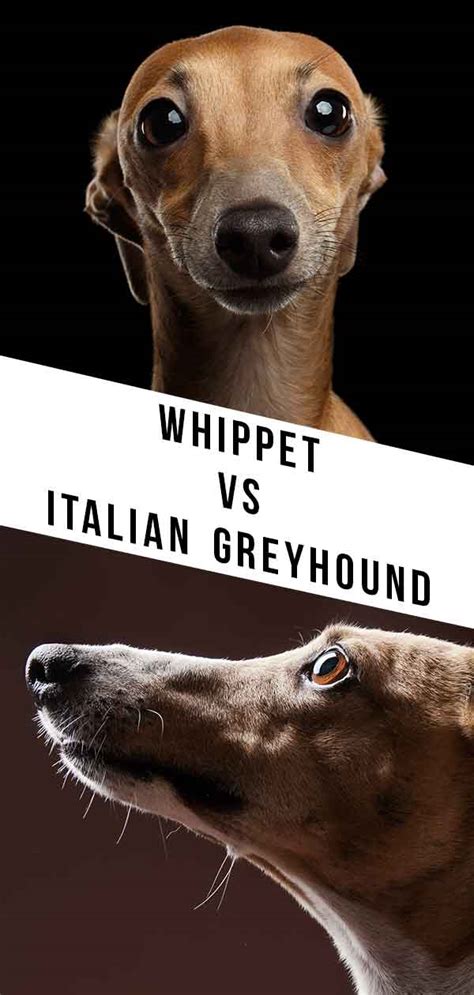 Whippet Vs Italian Greyhound – Which Speedy Breed Is Right For You?