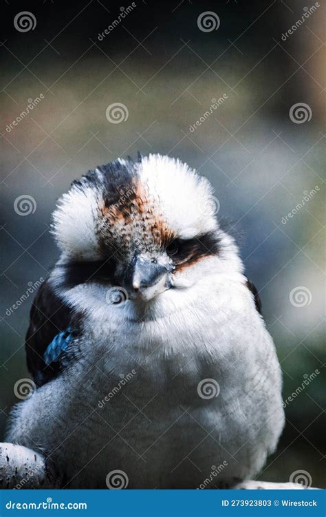 Adorable Baby Laughing Kookaburra Bird Perched on a Wooden Branch ...