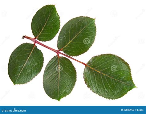 Green Rose Leaf Stock Photo Image Of Leaf White Nature