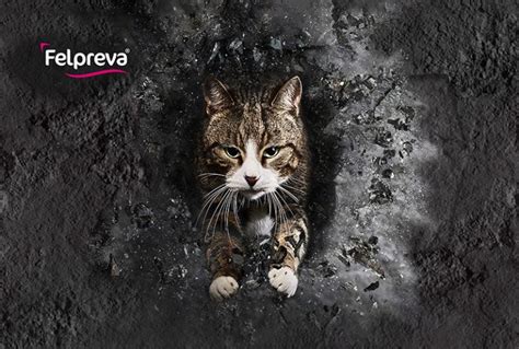 Make parasite control simple with Felpreva® - Animal Health Media Journal