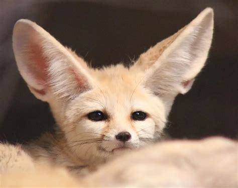 Tout Savoir Sur Le Fennec Les Animaux Les Animaux De Rente