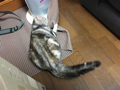 猫が凶暴になったら⁉ 猫のくるみ お世話日記