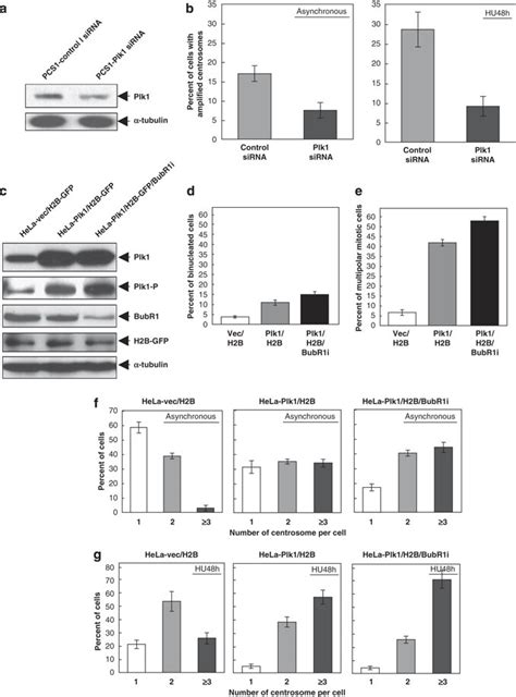 Polo Like Kinase 1 Plk1 Is Involved In Centrosome Amplification A Download Scientific