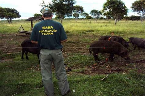 Proibida Desde Ca A De Animais Pode Ser Liberada Pela C Mara