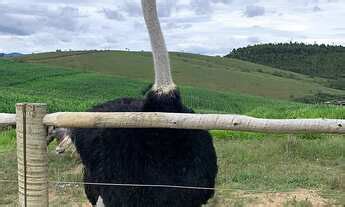 Fazenda Venda Hectares R Milh Es Em Barbacena Mg Mgf Im Veis