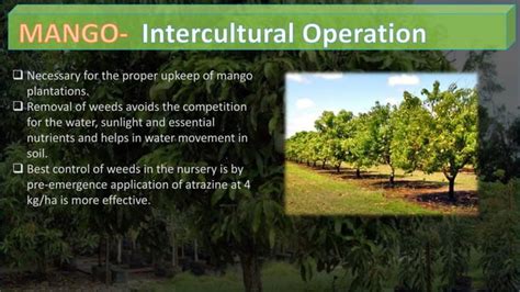 Mango Cultivation Practices PPT