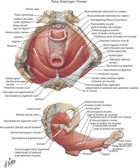 Pelvic Floor Muscles Anatomy Review Home Co