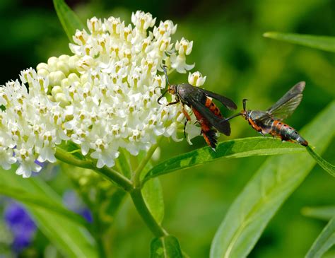 Insect pests of vegetables | Vegetable Pathology – Long Island Horticultural Research ...