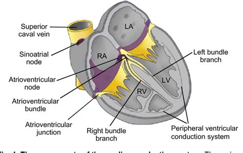 Electrical Signals Of The Heart Venn Diagram Readwritethink