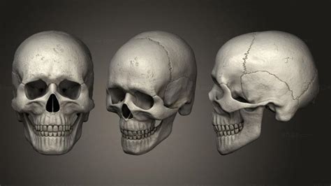 Anatomy Of Skeletons And Skulls Highly Detailed Human Skull Antm