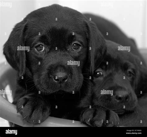 Cute Black Labrador Puppies Stock Photo Alamy