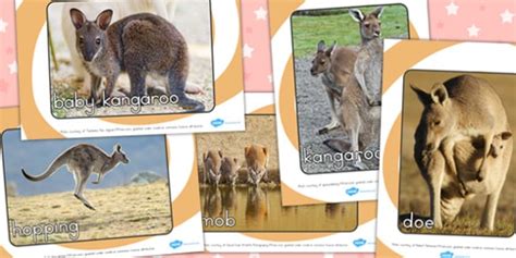 Kangaroo Life Cycle Photo Pack