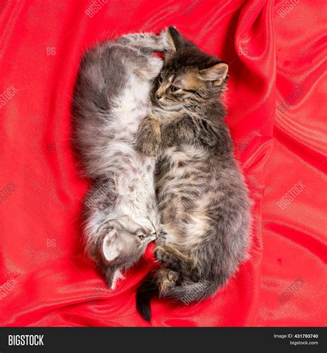 Two Adorable Kittens Image And Photo Free Trial Bigstock