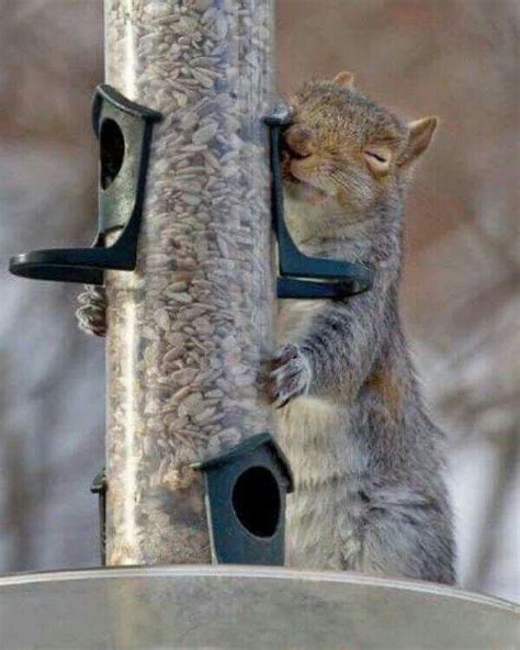 Hello Food I Love You So Squirrel Funny Squirrel Pictures Squirrel