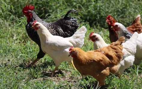 Chicken Breeds Chart: The Ultimate Guide to Choosing Your Backyard ...