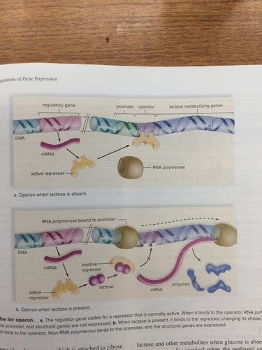 Chapter 15 Regulation Of Gene Activity And Gene Mutations Flashcards