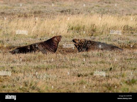 Angry Seals Hi Res Stock Photography And Images Alamy