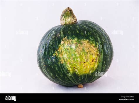 A Dark Green Organic Japanese Kabocha Squash Or Japanese Pumpkin