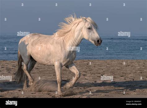 White Stallion Running on the Beach Stock Photo - Alamy