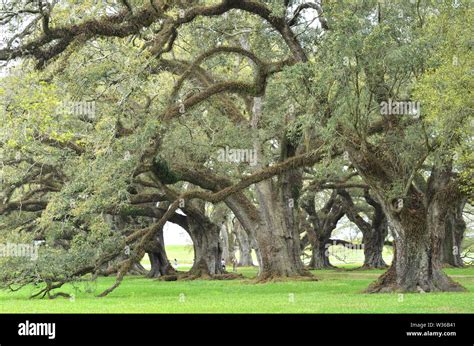 Beautiful Old Southern Live Oak Trees Quercus Virginiana In Louisiana