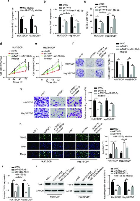 Twf Knockdown Decreases Ddp Resistance In Ddp Resistant Hepatocellular