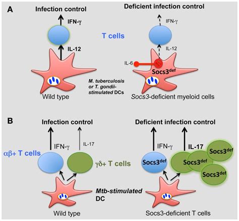 Role Of Socs In The Control Of Infection A During M Tuberculosis