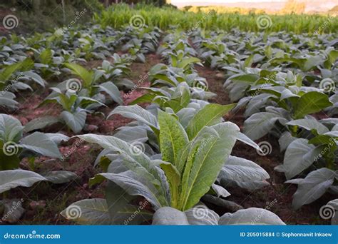 Landscape Of Tobacco Field Stock Photo Image Of Farmers 205015884