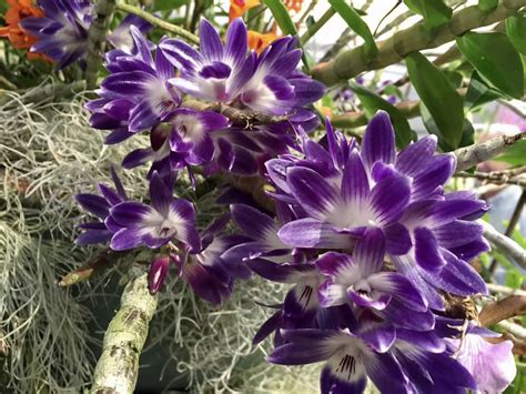 Dendrobium Victoriae Reginae Orchid Photo Gallery