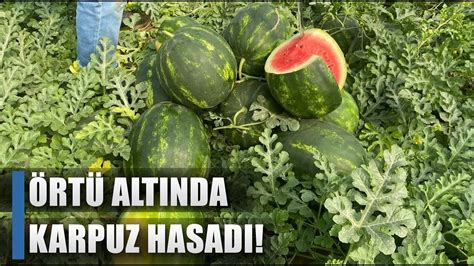 Karpuz Hasad Ba Lad Ran Karpuzuna Htiya Yok Agro Tv Haber